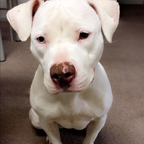 Meet your Posher - Picture 1 of 1